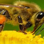 arı, apiterapi